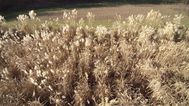 Miscanthus