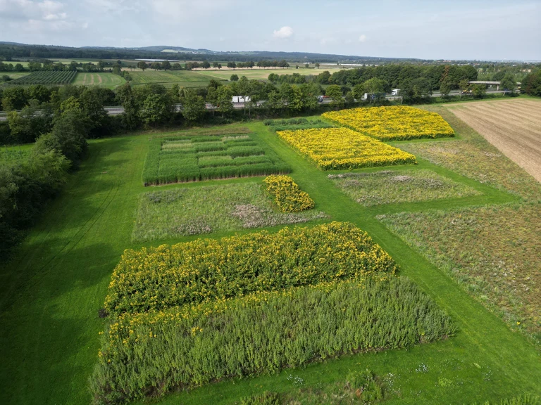 DJI_0161.jpg
