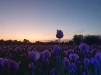 Mohnfeld bei Sonnenaufgang