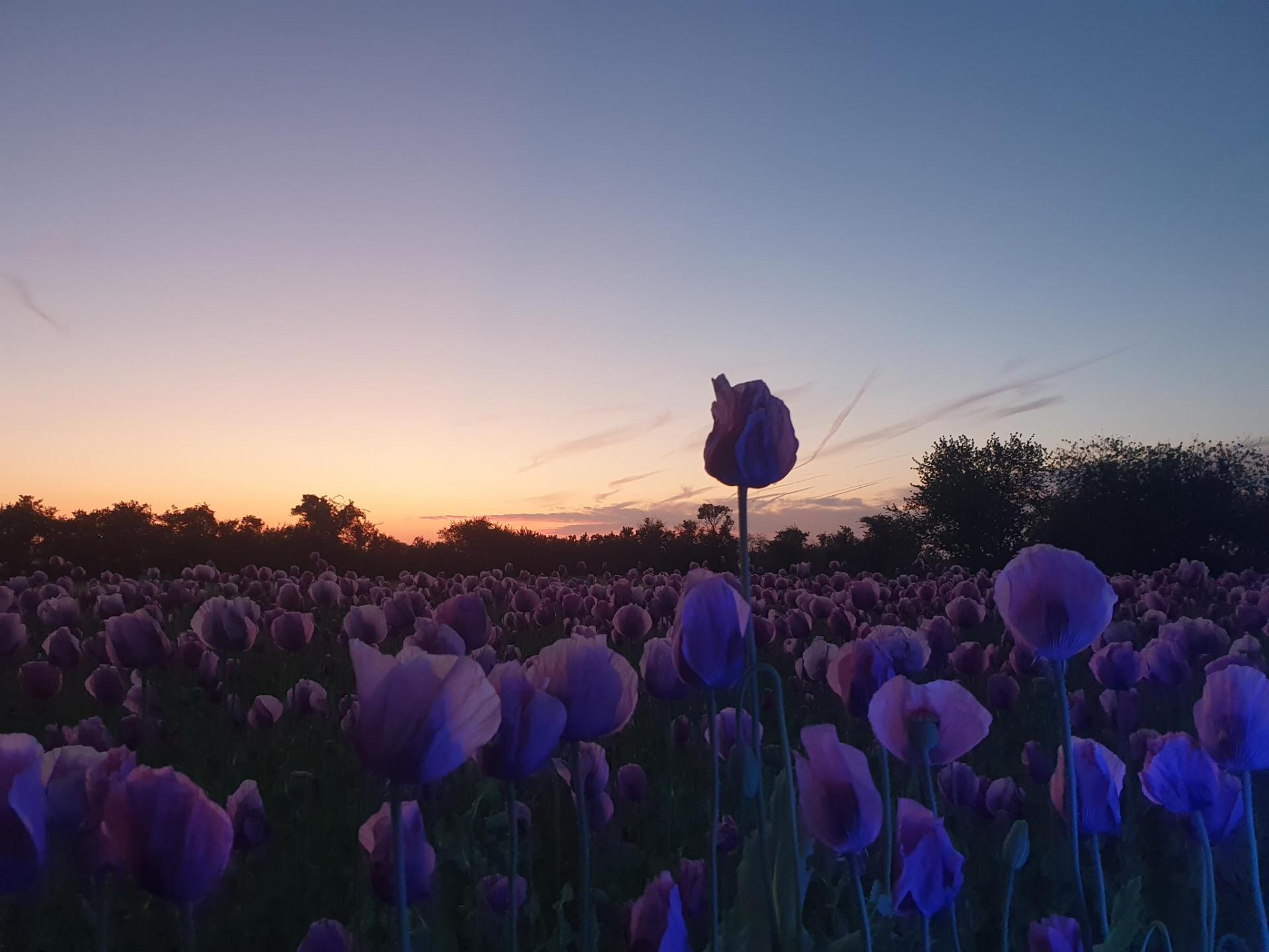 Mohnfeld bei Sonnenaufgang