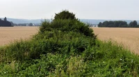 Ertragsstabilität_Biodiversität.jpg