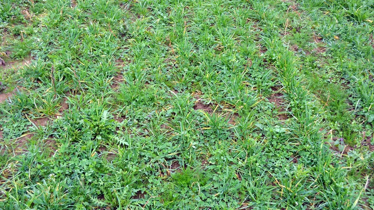 Kleegrasbestand-am-Campus-Wiesengut.jpg