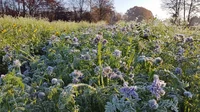 Phacelia_Frost.jpg