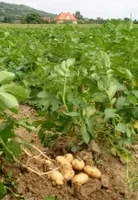 Kartoffeln vom Wiesengut