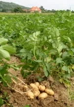 Kartoffeln vom Wiesengut